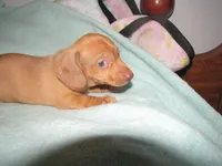 HONEY RED FEMALE, a female Miniature Dachshund for sale in Springfield, TN – 2 of 9