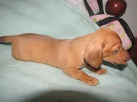 HONEY RED FEMALE, a female Miniature Dachshund for sale in Springfield, TN – 5 of 9