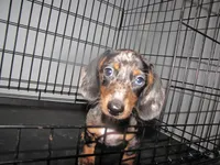 SILVER AND BLACK DAPPLE, a female Miniature Dachshund for sale in Springfield, TN – 2 of 5