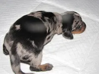 BLACK/SILVER GIRL  DAPPLE, a female Miniature Dachshund for sale in Springfield, TN – 5 of 7