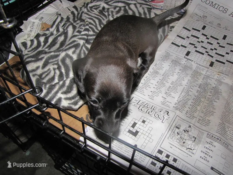 SOLID GREY FEMALE – Miniature Dachshund puppy for sale in Springfield, TN