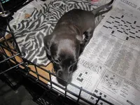 SOLID GREY FEMALE, a female Miniature Dachshund for sale in Springfield, TN – 1 of 7