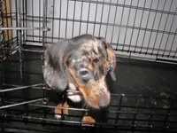 SILVER AND BLACK DAPPLE, a female Miniature Dachshund for sale in Springfield, TN – 5 of 5
