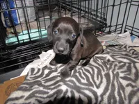 SOLID GREY FEMALE, a female Miniature Dachshund for sale in Springfield, TN – 5 of 7