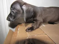 SABLE FEMALE, a female Miniature Dachshund for sale in Springfield, TN – 5 of 6