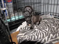 SOLID GREY FEMALE, a female Miniature Dachshund for sale in Springfield, TN – 7 of 7