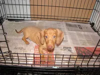 HONEY RED FEMALE, a female Miniature Dachshund for sale in Springfield, TN – 2 of 8