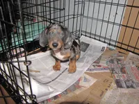 BLACK/SILVER DAPPLE GIRL, a female Miniature Dachshund for sale in Springfield, TN – 2 of 9