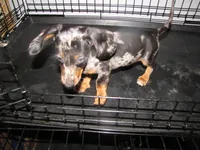 SILVER AND BLACK DAPPLE, a female Miniature Dachshund for sale in Springfield, TN – 3 of 5