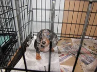 BLACK/SILVER DAPPLE GIRL, a female Miniature Dachshund for sale in Springfield, TN – 3 of 9