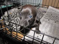 SOLID GREY FEMALE, a female Miniature Dachshund for sale in Springfield, TN – 2 of 7