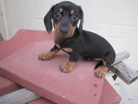 BLACK & TAN FEMALE, a female Miniature Dachshund for sale in Springfield, TN – 8 of 9