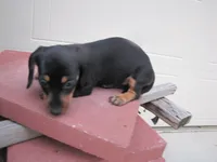 BLACK & TAN FEMALE, a female Miniature Dachshund for sale in Springfield, TN – 5 of 9