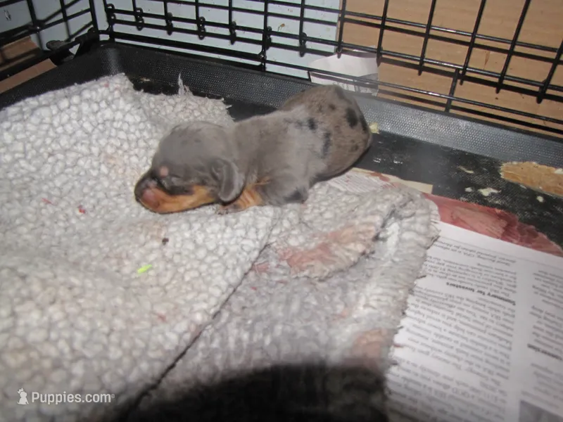 SMALL  DAPPLE COLOR MALE – Miniature Dachshund puppy for sale in Springfield, TN