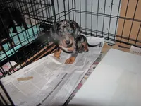 BLACK/SILVER DAPPLE GIRL, a female Miniature Dachshund for sale in Springfield, TN – 5 of 9