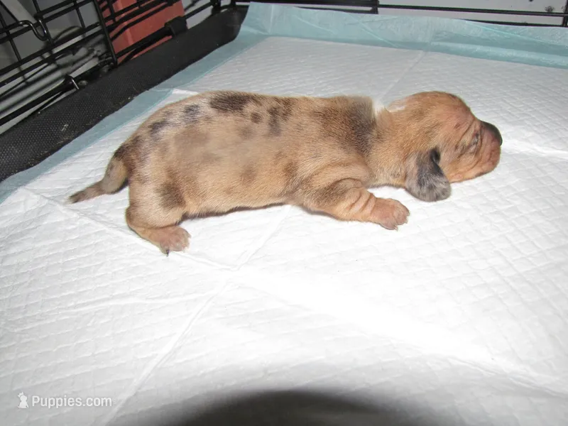 RED DAPPLE MALE – Miniature Dachshund puppy for sale in Springfield, TN