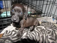 SOLID GREY FEMALE, a female Miniature Dachshund for sale in Springfield, TN – 4 of 7