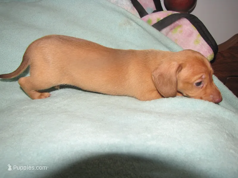 HONEY RED FEMALE – Miniature Dachshund puppy for sale in Springfield, TN