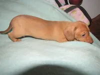 HONEY RED FEMALE, a female Miniature Dachshund for sale in Springfield, TN – 1 of 9