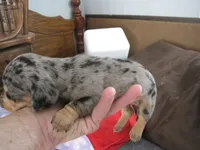 grey/black male, a male Miniature Dachshund for sale in Springfield, TN – Photo 5 of 6