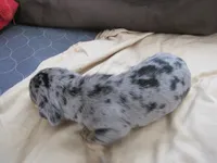 grey/black male, a male Miniature Dachshund for sale in Springfield, TN – Photo 4 of 6