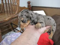 grey/black male, a male Miniature Dachshund for sale in Springfield, TN – Photo 6 of 6