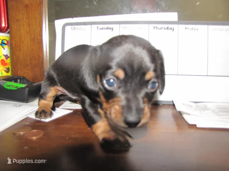 B & T BOY – Miniature Dachshund puppy for sale in Springfield, TN