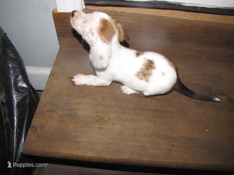 WHITE & TAN GIRL – Miniature Dachshund puppy for sale in Springfield, TN