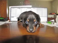 BLACK & TAN MALE, a male Miniature Dachshund for sale in Springfield, TN – 2 of 2