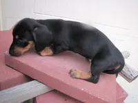 BLACK & TAN FEMALE, a female Miniature Dachshund for sale in Springfield, TN – 3 of 9