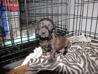 SOLID GREY FEMALE, a female Miniature Dachshund for sale in Springfield, TN – 3 of 7