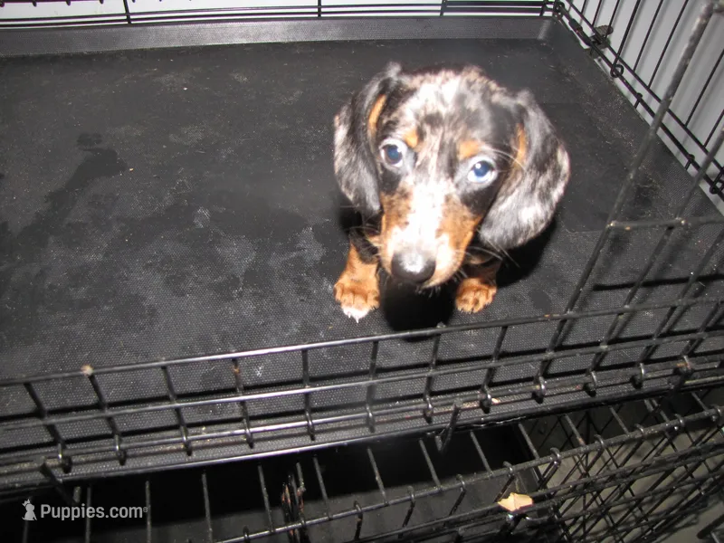 SILVER AND BLACK DAPPLE – Miniature Dachshund puppy for sale in Springfield, TN