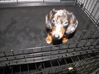 SILVER AND BLACK DAPPLE, a female Miniature Dachshund for sale in Springfield, TN – 1 of 5