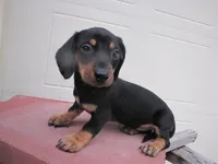 BLACK & TAN FEMALE, a female Miniature Dachshund for sale in Springfield, TN – 6 of 9
