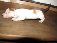 WHITE & tan female, a female Miniature Dachshund for sale in Springfield, TN – 9 of 9