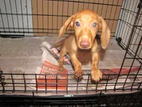 HONEY RED FEMALE, a female Miniature Dachshund for sale in Springfield, TN – 7 of 8