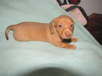 HONEY RED FEMALE, a female Miniature Dachshund for sale in Springfield, TN – 6 of 9