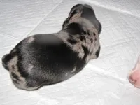 BLACK/SILVER GIRL  DAPPLE, a female Miniature Dachshund for sale in Springfield, TN – 7 of 7
