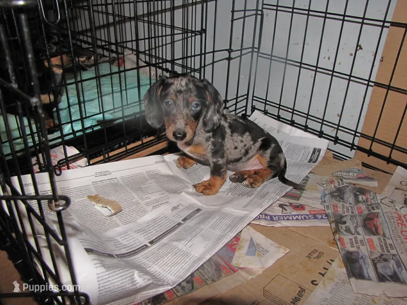 BLACK/SILVER DAPPLE GIRL – Miniature Dachshund puppy for sale in Springfield, TN