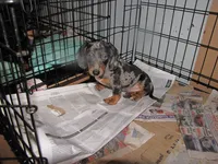BLACK/SILVER DAPPLE GIRL, a female Miniature Dachshund for sale in Springfield, TN – 1 of 9