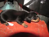 B & T FEMALE  LONG HAIR, a female Miniature Dachshund for sale in Springfield, TN – 3 of 5