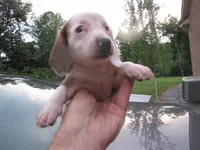 WHITE & tan female, a female Miniature Dachshund for sale in Springfield, TN – 1 of 9