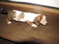 WHITE & tan female, a female Miniature Dachshund for sale in Springfield, TN – 3 of 9