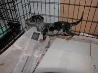 BLACK/SILVER DAPPLE GIRL, a female Miniature Dachshund for sale in Springfield, TN – 7 of 9