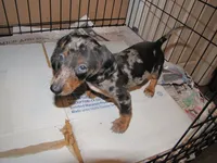 BLACK/SILVER DAPPLE GIRL, a female Miniature Dachshund for sale in Springfield, TN – 9 of 9