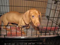HONEY RED FEMALE, a female Miniature Dachshund for sale in Springfield, TN – 4 of 8