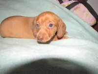 HONEY RED FEMALE, a female Miniature Dachshund for sale in Springfield, TN – 3 of 9