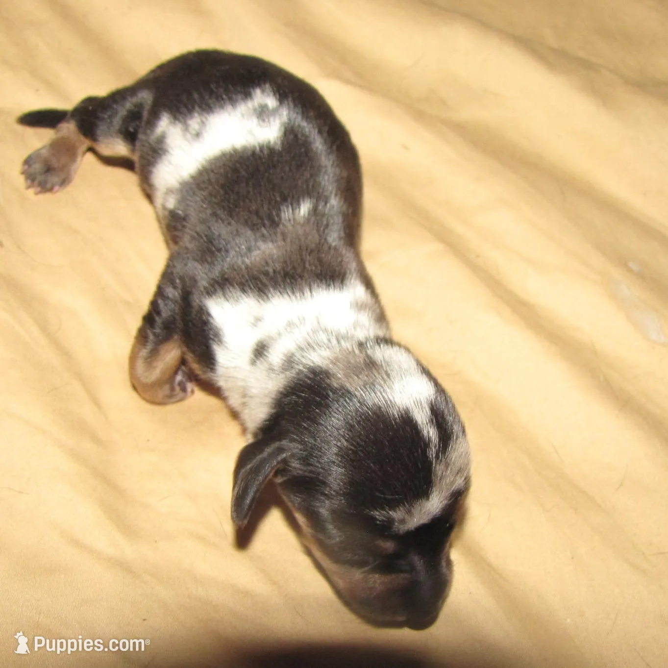 BLACK/SILVER MALE, a male Miniature Dachshund for sale in Springfield, TN – Photo 3 of 5