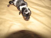 BLACK/SILVER MALE, a male Miniature Dachshund for sale in Springfield, TN – Photo 4 of 5