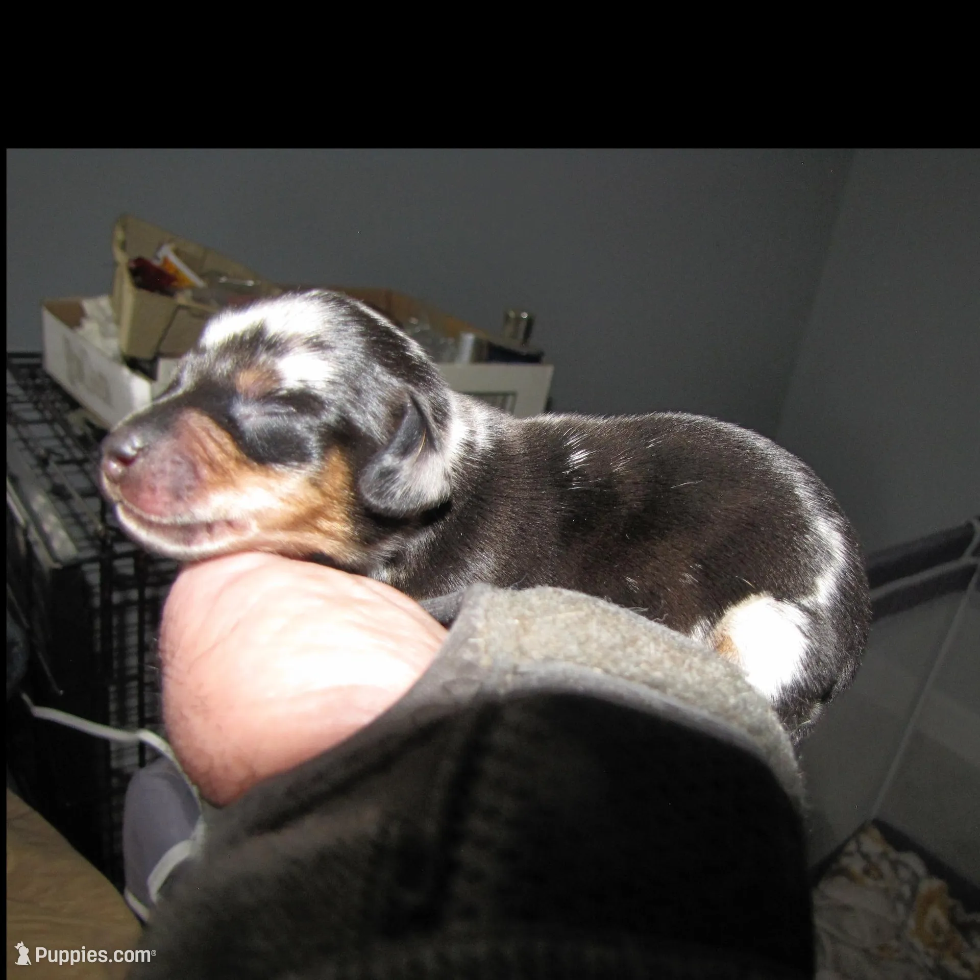 BLACK/SILVER MALE, a male Miniature Dachshund for sale in Springfield, TN – Photo 5 of 5